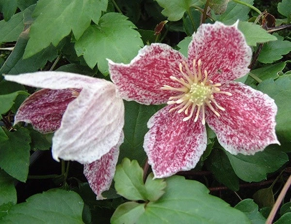 Clematis Cirrhosa Var. Purpurascens 'Freckles' 3 Clematis Cirrhosa Var. Purpurascens 'Freckles' - Image 3