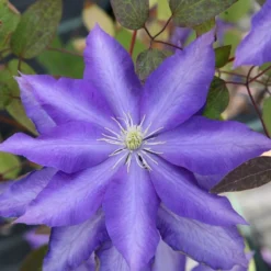 Clematis 'Daniel Deronda'
