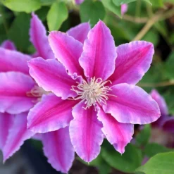 Clematis 'Doctor Ruppel'