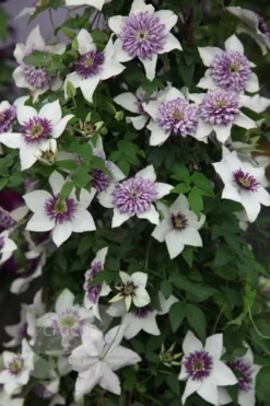 Clematis Florida Var. Florida 'Sieboldiana' -Cheap Plants Store pl0000000882 card3 lg