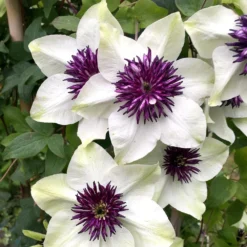 Clematis Florida Var. Florida 'Sieboldiana' -Cheap Plants Store pl0000000882 card4 lg