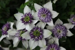 Clematis Florida Var. Florida 'Sieboldiana' -Cheap Plants Store pl0000000882 card6 lg