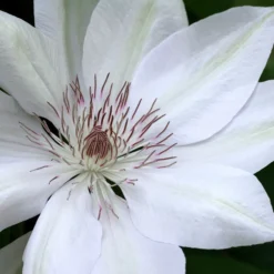 Clematis 'Henryi'