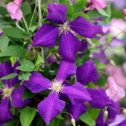 Clematis 'Jackmanii' -Cheap Plants Store pl0000000891 card4 lg