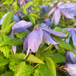 Clematis Macropetala -Cheap Plants Store pl0000000893 card3 lg