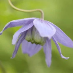 Clematis Macropetala -Cheap Plants Store pl0000000893 card4 lg