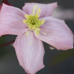 Clematis 'Elizabeth'