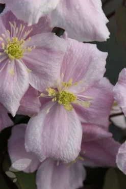 Clematis 'Elizabeth' -Cheap Plants Store pl0000000901 card3 lg