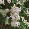 Clematis 'Marjorie'