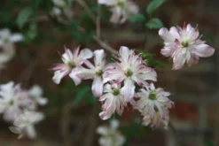 Clematis 'Marjorie' -Cheap Plants Store pl0000000902 card3 lg