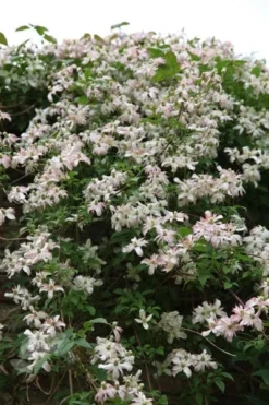 Clematis 'Marjorie' -Cheap Plants Store pl0000000902 card4 lg