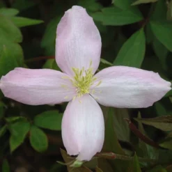 Clematis Montana Var. Rubens 'Pink Perfection' -Cheap Plants Store pl0000000903 card3 lg