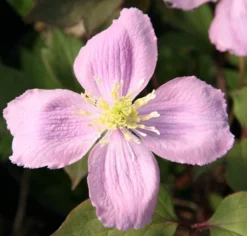 Clematis Montana Var. Rubens 'Tetrarose' -Cheap Plants Store pl0000000904 card3 lg