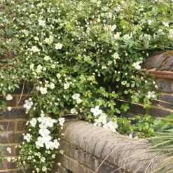 Clematis Montana Var. Grandiflora -Cheap Plants Store pl0000000905 card3 lg