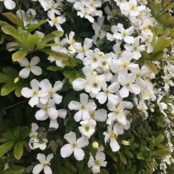 Clematis Montana Var. Grandiflora -Cheap Plants Store pl0000000905 card4 lg