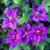 Clematis 'Mrs N. Thompson'