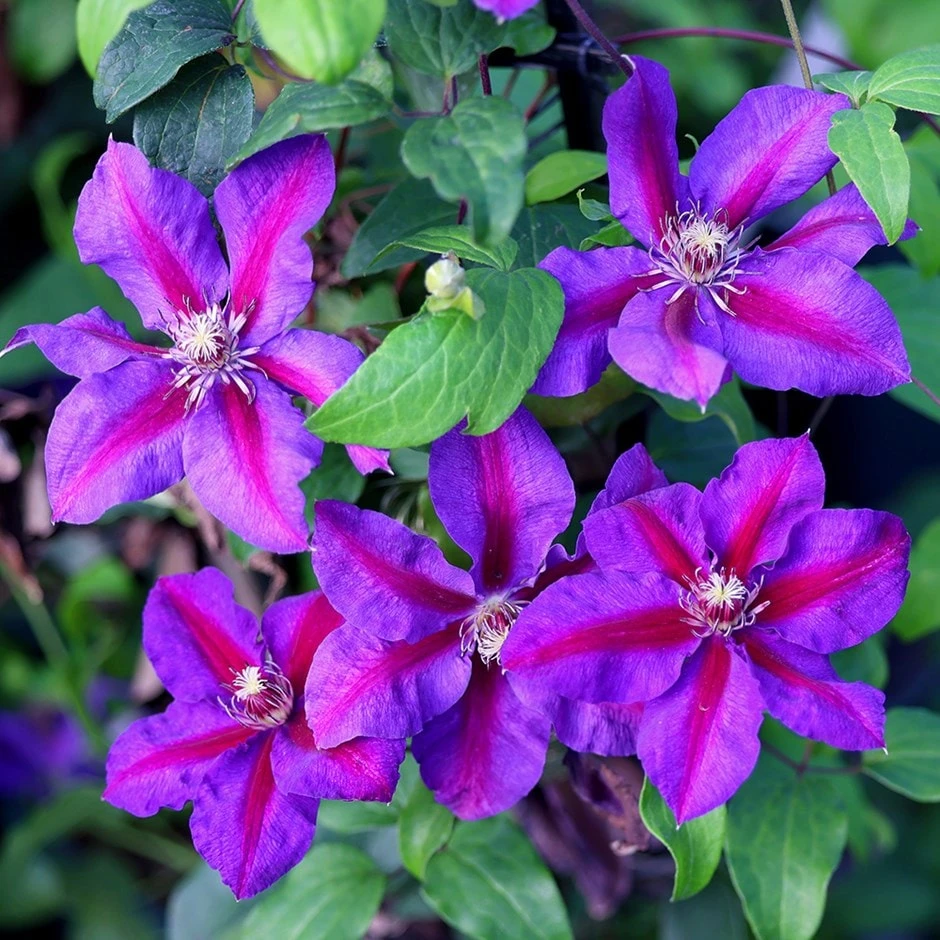 Clematis 'Mrs N. Thompson' 1 Clematis 'Mrs N. Thompson'