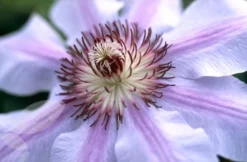 Clematis 'Nelly Moser' 6 Clematis 'Nelly Moser' -Cheap Plants Store pl0000000909 card3 lg
