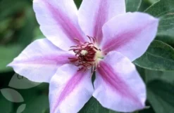 Clematis 'Nelly Moser' 7 Clematis 'Nelly Moser' -Cheap Plants Store pl0000000909 card4 lg