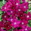 Clematis 'Rouge Cardinal'
