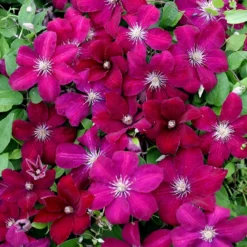 Clematis 'Rouge Cardinal'
