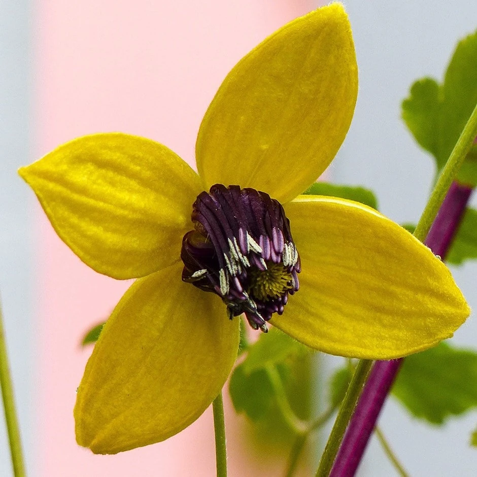 Clematis Tangutica 1 Clematis Tangutica