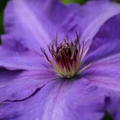 Clematis 'The President'