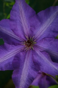 Clematis 'The President' -Cheap Plants Store pl0000000921 card3 lg