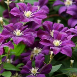 Clematis 'Étoile Violette' 7 Clematis 'Étoile Violette' -Cheap Plants Store pl0000000925 card4 lg