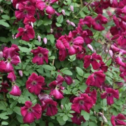 Clematis 'Kermesina' -Cheap Plants Store pl0000000926 card3 lg