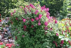 Clematis 'Kermesina' -Cheap Plants Store pl0000000926 card4 lg