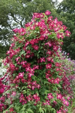 Clematis 'Madame Julia Correvon' -Cheap Plants Store pl0000000927 card4 lg