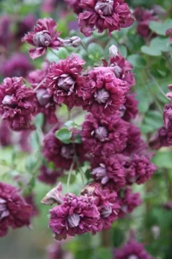 Clematis 'Purpurea Plena Elegans' -Cheap Plants Store pl0000000928 card3 lg