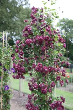 Clematis 'Purpurea Plena Elegans' -Cheap Plants Store pl0000000928 card4 lg