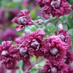 Clematis 'Purpurea Plena Elegans' -Cheap Plants Store pl0000000928 card5 lg