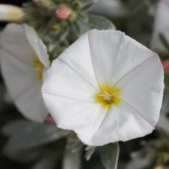 Convolvulus Cneorum
