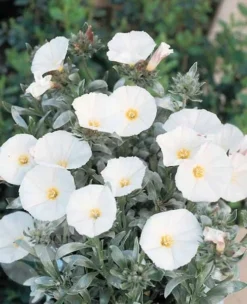 Convolvulus Cneorum 5 Convolvulus Cneorum -Cheap Plants Store pl0000000940 card3 lg