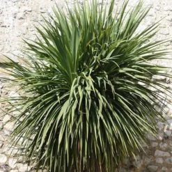 Cordyline Australis 5 Cordyline Australis -Cheap Plants Store pl0000000943 card3 lg