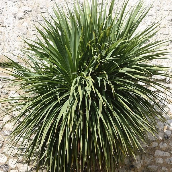 Cordyline Australis 3 Cordyline Australis - Image 3