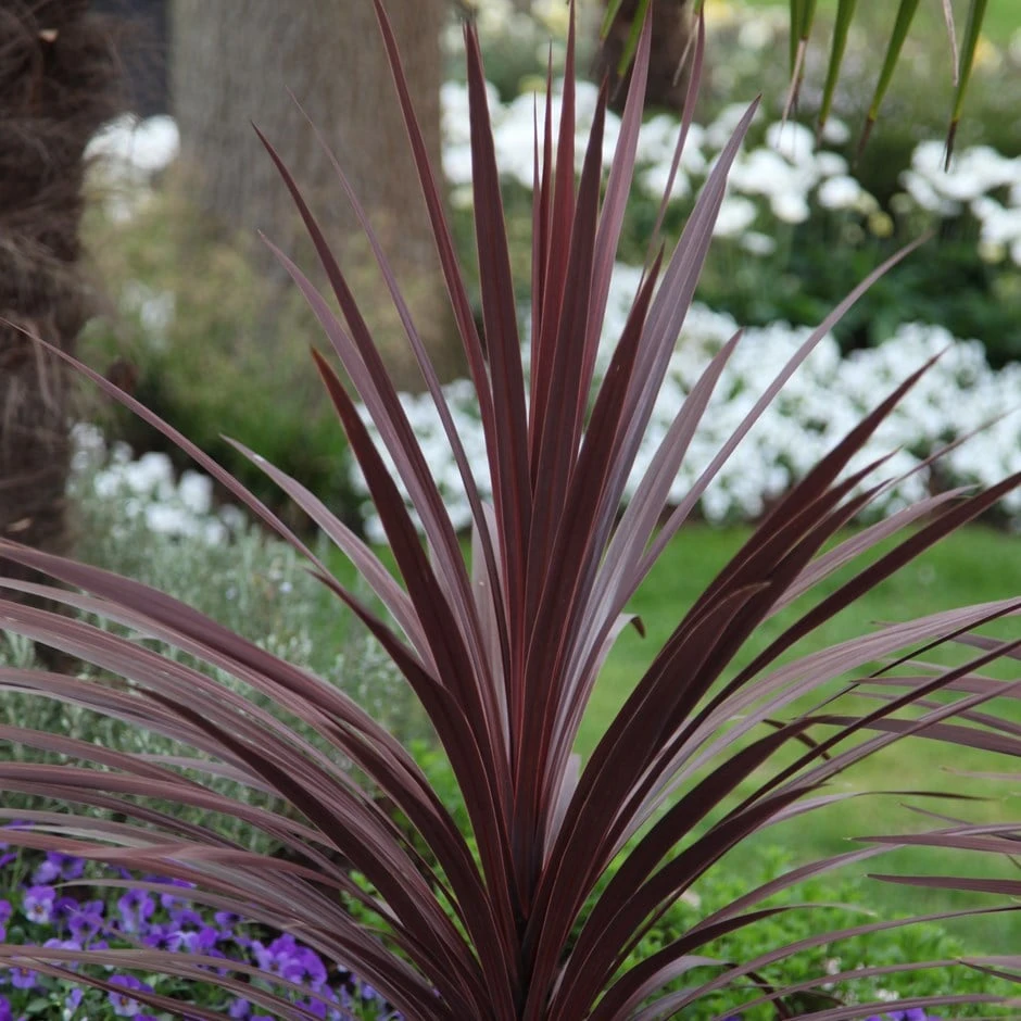 Cordyline Australis 'Red Star' 1 Cordyline Australis 'Red Star'