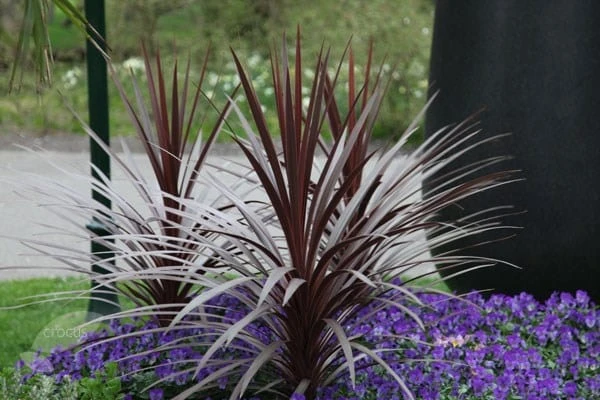 Cordyline Australis 'Red Star' 2 Cordyline Australis 'Red Star' - Image 2