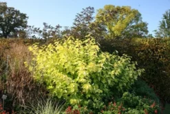 Cornus Alba 'Aurea' -Cheap Plants Store pl0000000958 card3 lg