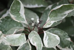 Cornus Alba 'Elegantissima' -Cheap Plants Store pl0000000959 card3 lg