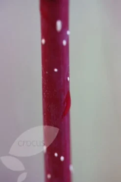 Cornus Alba 'Elegantissima' -Cheap Plants Store pl0000000959 card4 lg