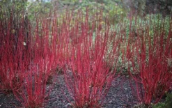 Cornus Alba 'Sibirica' -Cheap Plants Store pl0000000963 card3 lg