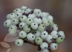 Cornus Alba 'Sibirica' -Cheap Plants Store pl0000000963 card4 lg