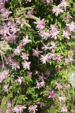 Clematis 'Markham's Pink' -Cheap Plants Store pl0000000987 card3 lg