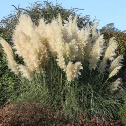 Cortaderia Selloana 'Pumila' -Cheap Plants Store pl0000000996 card3 lg