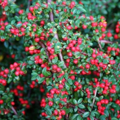 Cotoneaster Horizontalis