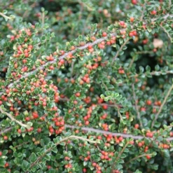 Cotoneaster Horizontalis -Cheap Plants Store pl0000001028 card3 lg